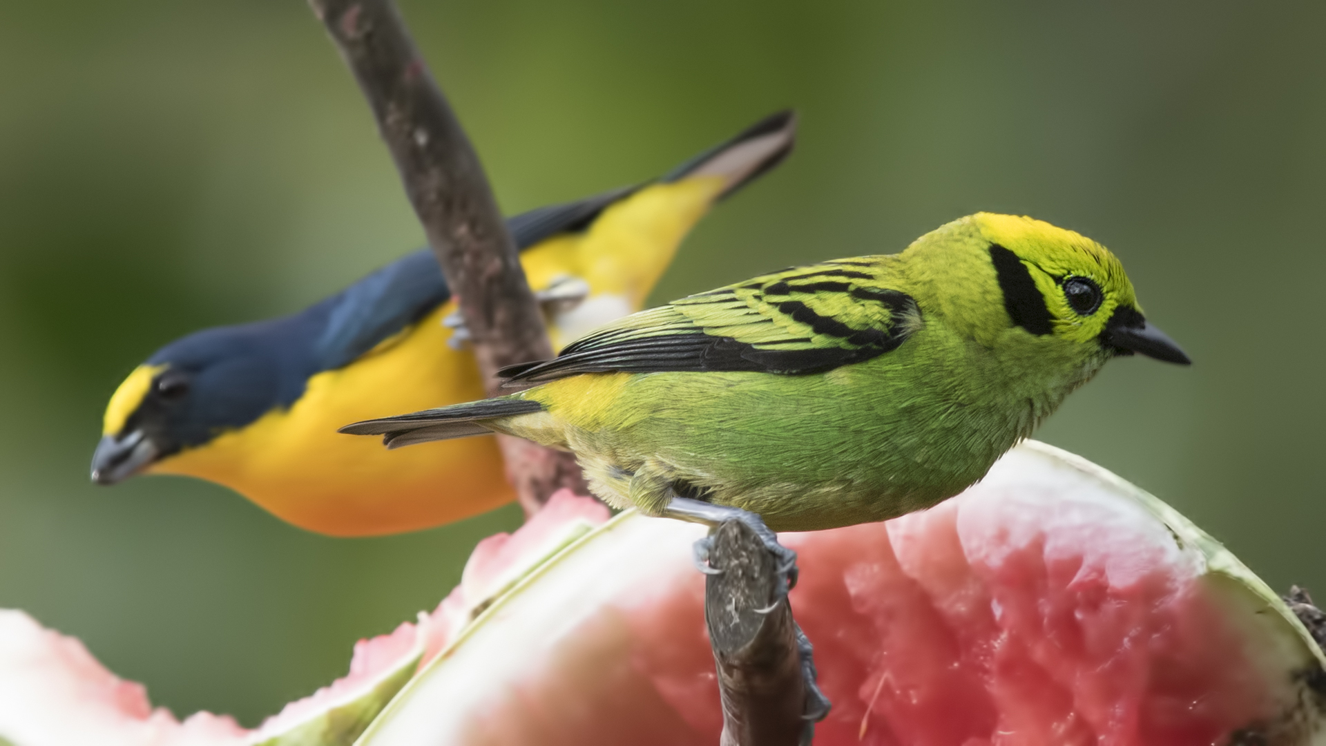 Emerald Tanager